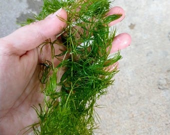 Hornwort Bunch, Coontail Low Tech Live Freshwater Aquarium Plant Trims, Easy Fish Tank Decor