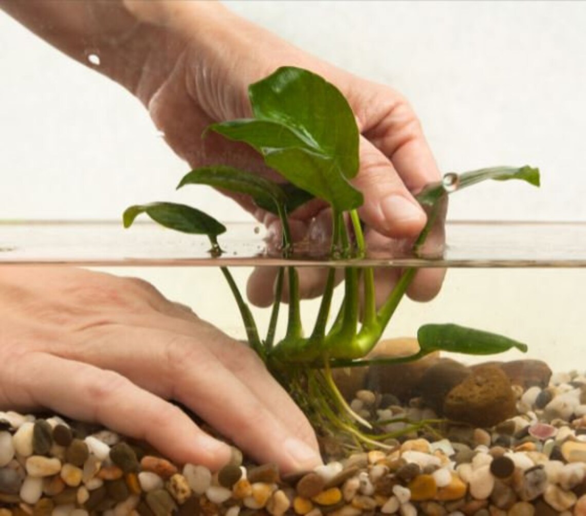 Low Light Plant Bundle 6 Pack - Live Freshwater Aquarium Plants For Beginner Low-Tech Tanks