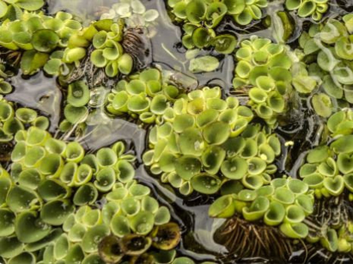 A Guide To Floating Aquarium Plants: Benefits And Care