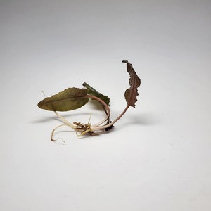Crypt Wendtii Bronze Plant, Slow Growing Low Tech Live Freshwater Aquarium Plant, Easy Fish Tank Decor