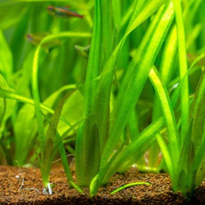 Goldfish Safe Plant Bundle 5 Pack, Low Tech Live Freshwater Aquarium