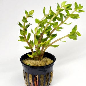 B2G1Free Potted Lemon Bacopa Caroliniana, Stem Low Tech Live Freshwater Aquarium Plant, Easy Fish Tank Decor