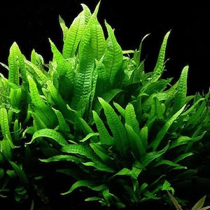 B2G1Free Bunch Java Fern Low Tech Live Freshwater Aquarium Plant goldfish, Cichlid, Axolotl Betta Plants, Easy Fish Tank Decor