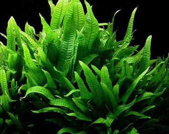 B2G1Free Bunch Java Fern Low Tech Live Freshwater Aquarium Plant goldfish, Cichlid, Axolotl Betta Plants, Easy Fish Tank Decor