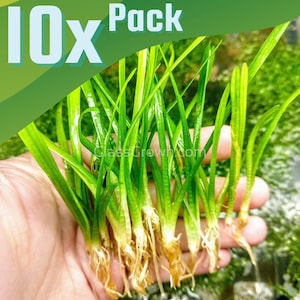B2G1Free 10x Narrowleaf Sagittaria Subulata, Creeping Carpet Live Freshwater Aquarium Plant