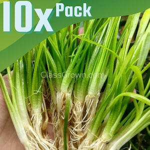 B2G1Free 10x Narrowleaf Sagittaria Subulata, Creeping Carpet Live Freshwater Aquarium Plant
