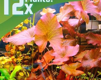 12 Full Size Aquarium Plant Bundle, High Light, Co2 Required, Live Fish Tank Decor