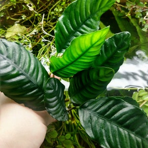 May include: Close-up of a green leafy plant with large, textured leaves. The plant is growing in a shallow pool of water.