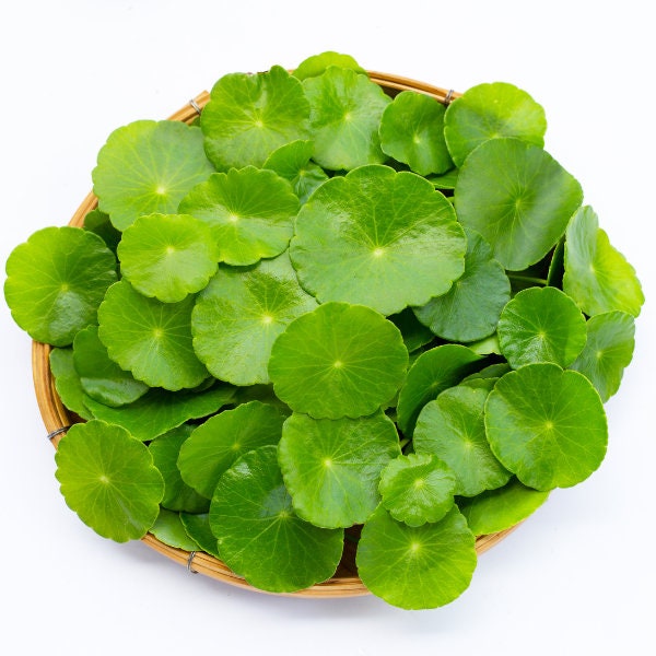 B2G1Free Bunch Brazilian Pennywort, Low Tech Live Freshwater Aquarium Plant, Easy Fish Tank Decor