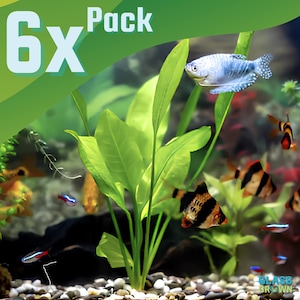 May include: A 6x Pack of aquarium plants featuring bright green, broad-leafed aquatic vegetation centered in a fish tank. The scene includes a blue gourami, several tiger barbs with black stripes, and small neon tetras swimming among pebbles.
