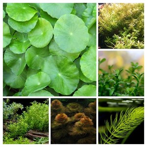 Low Light Plant Bundle 6 Pack, Low Tech Live Freshwater Aquarium Bundle, Easy Fish Tank Decor