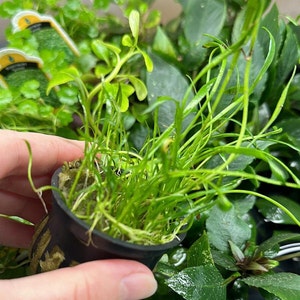 B2G1Free Potted Micro Sword, Creeping Carpet Live Freshwater Aquarium Plant, Easy Fish Tank Decor Microsword