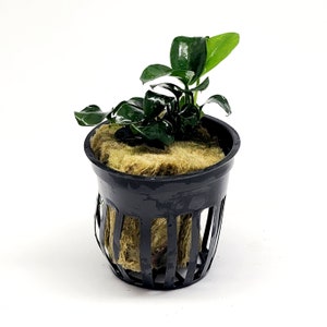 B2G1Free Potted Anubias Nana Petite, Slow Growing Low Tech Live Freshwater Aquarium Plant, Easy Fish Tank Decor
