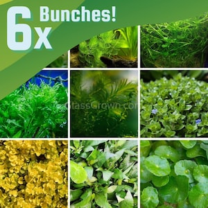 Grower's Choice Low Light Plants (6 Bunches), Stem Low Tech Live Freshwater Aquarium Plant, Easy Fish Tank Decor