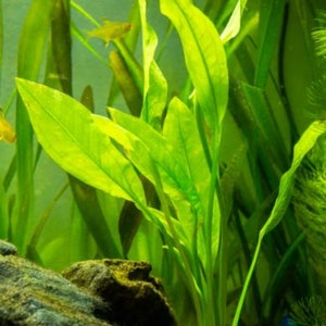 May include: Close-up of vibrant green aquatic plants with long, slender leaves. The plants are in an aquarium, with a few small yellow fish swimming in the background. The scene is well-lit, highlighting the plant's texture.