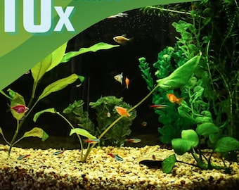 Live Aquarium Plant Pack (10 Species), Beginner Easy Low Light Live Plants Bundle, Freshwater Tank, No CO2 Starter Kit