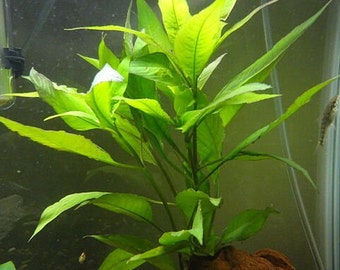 Temple Plant Bunch, Hygro Corymbosa Stem Low Tech Live Freshwater Aquarium Plant, Easy Fish Tank Decor