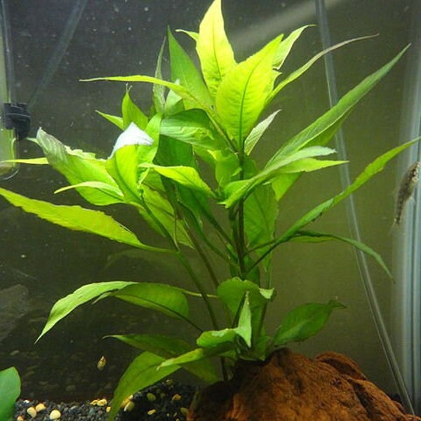 Temple Plant Bunch, Hygro Corymbosa Stem Low Tech Live Freshwater Aquarium Plant, Easy Fish Tank Decor