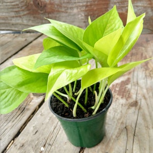 4" Neon Pothos Pot, Bog Houseplants for your Terrarium, Riparium, Paludarium, or Greenhouse