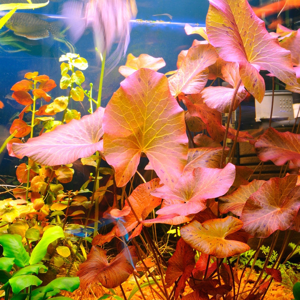 7 Species 43 Stems Assorted Live Aquarium Plants Package Great Variety Live  Aquatic Plants FREE S/H 