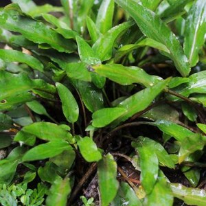 Potted Red Crypt Wendtii, Low Tech Aquarium Plant - Etsy