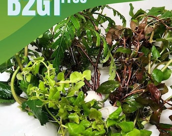 B2G1Free Live Aquarium Stem Plants Bundle – Easy Low Tech Freshwater Aquatic Plants (4–6 Stems)