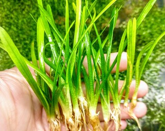 B2G1Free 10x Dwarf Sagittaria Subulata, Creeping Carpet Live Freshwater Aquarium Plant