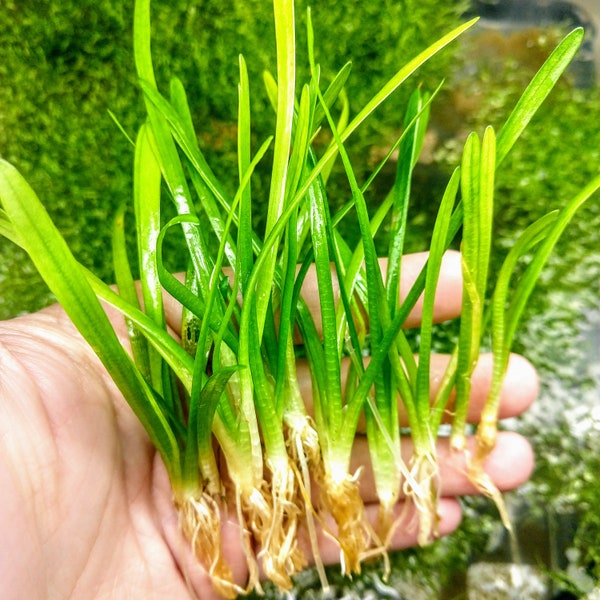 B2G1Free 10x Narrowleaf Sagittaria Subulata, Creeping Carpet Live Freshwater Aquarium Plant