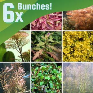 Grower's Choice High Light Plants (6 Bunches), Stem Live Freshwater Aquarium Plant, Easy Fish Tank Decor