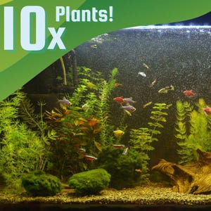 Paquete de plantas vivas para acuario (10 unidades) para principiantes. Kit de inicio fácil para acuarios con poca luz.