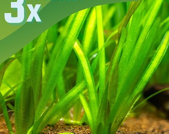 3x Jungle Val, Vallisneria Gigantea, Live Aquarium Plant, Easy Beginner Tall Background Freshwater Aquascape