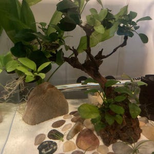May include: An aquarium setup featuring a dark brown driftwood centerpiece with attached green aquatic plants, a smooth tan stone, and a bed of white sand mixed with various small, rounded, multi-colored river pebbles.
