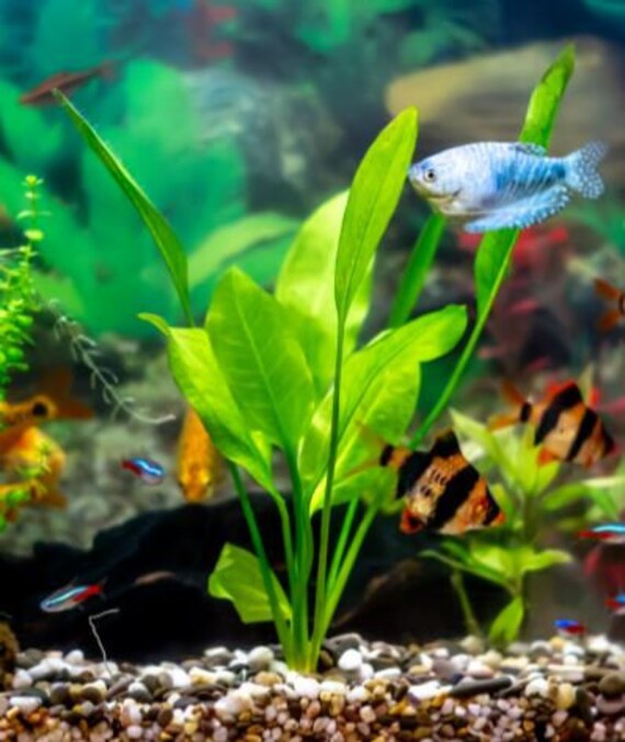 Live Aquarium Plants For Beginners
