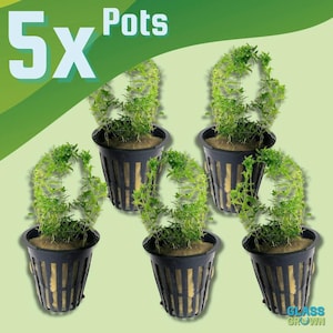 May include: Five black plastic net pots containing green aquatic plants with visible rockwool substrate. The text 5x Pots is displayed in the upper left corner, and the text Glass Grown is visible in the lower right corner of the image.