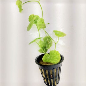 Potted Braz Pennywort, Brazilian Low Tech Live Freshwater Aquarium Plant, Easy Fish Tank Decor