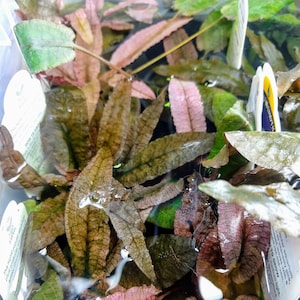 RARE Cryptocoryne &#39;Flamingo&#39; Pot, Pink Low Tech Live Freshwater Aquarium Plant, Easy Fish Tank Decor