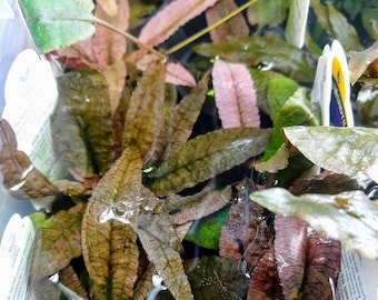 Rare Pink Potted Cryptocoryne Flamingo, Live Aquarium Plant