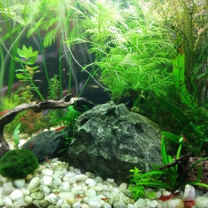 Ten Random Species of Low Tech Live Freshwater Aquarium Plants, WITH FLOATERS