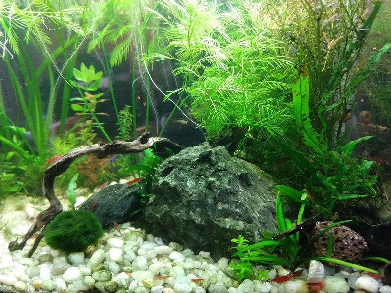 Ten Random Species of Low Tech Live Freshwater Aquarium Plants, WITH FLOATERS
