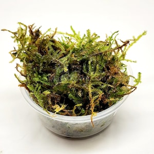 Christmas Moss Golf ball Portion Low Tech Live Freshwater Aquarium Plant Mosses, Easy Fish Tank Decor