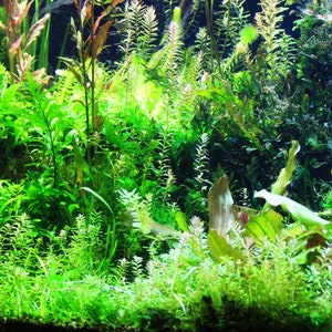 May include: A dense freshwater aquarium display featuring a variety of aquatic plants with diverse leaf shapes and textures. The scene includes tall stem plants, broad-leafed foliage, and fine-textured ground cover in shades of vibrant green.