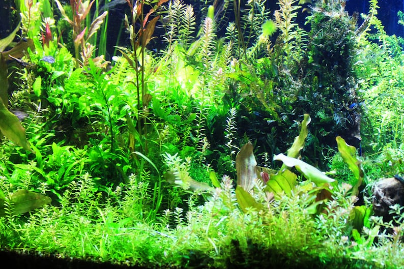 May include: A dense freshwater aquarium display featuring a variety of aquatic plants with diverse leaf shapes and textures. The scene includes tall stem plants, broad-leafed foliage, and fine-textured ground cover in shades of vibrant green.