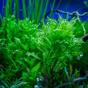 B2G1Free Bunch Water Wisteria, Stem Low Tech Live Freshwater Aquarium Plant, Easy Fish Tank Decor