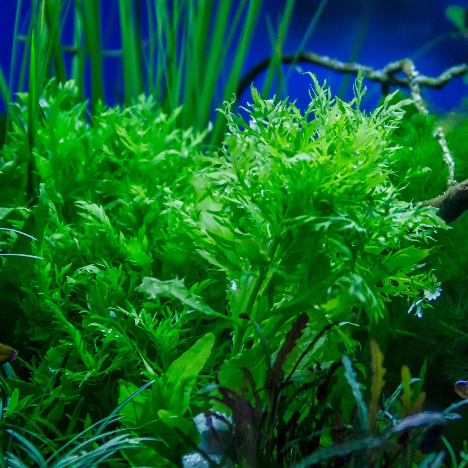 B2G1Free Bunch Water Wisteria, Stem Low Tech Live Freshwater Aquarium Plant, Easy Fish Tank Decor
