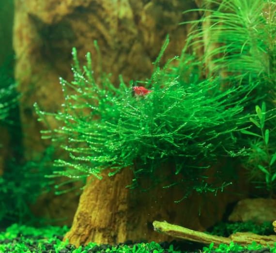 Java on a Lava Java Moss on a Lava Rock Low Tech Live Freshwater Aquarium  Plant Trims, Easy Fish Tank Decor 