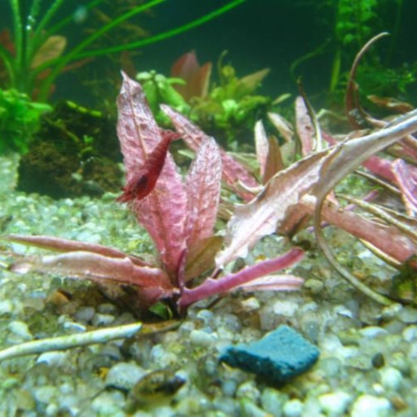 RARE Cryptocoryne 'Flamingo' Pot, Pink Low Tech Live Freshwater Aquarium Plant, Easy Fish Tank Decor