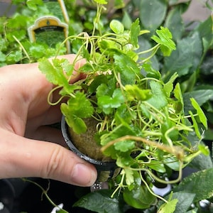 B2G1Free Potted Hydrocotyle Tripartita, Low Tech Live Freshwater Aquarium Plant, Easy Fish Tank Decor