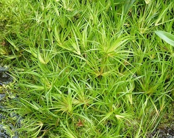 Juncus repens Plant, Carpeting Creeping Rush Easy Care Low Tech Live Freshwater Aquarium Plant, Easy Fish Tank Aquatic Plants