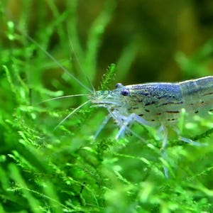 Shrimp Breeders Plant Pack 3 Species, Low Tech Live Freshwater Aquarium Plant Trims, Easy Fish Tank Decor Java Moss, Guppy Grass, Hornwort