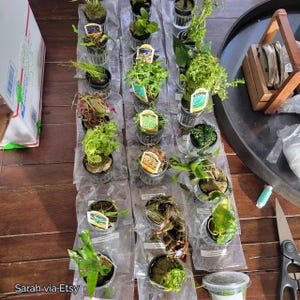 May include: A collection of various small aquatic plants in clear plastic containers, each featuring a descriptive label. The plants display diverse green and reddish foliage, arranged in rows on a wooden surface alongside a shipping box and tools.